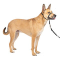 Black Medium No Pull Dog Headcollar R9920