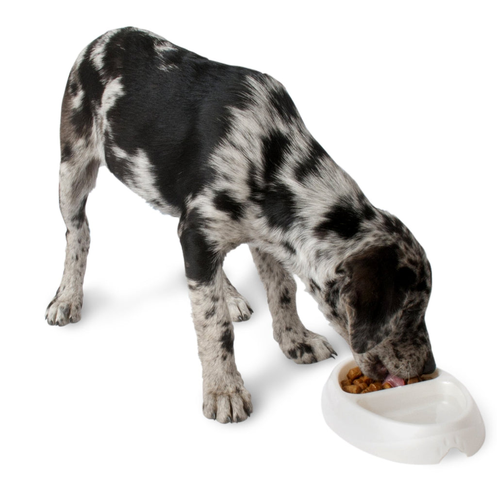 Small Pet Dish H3318