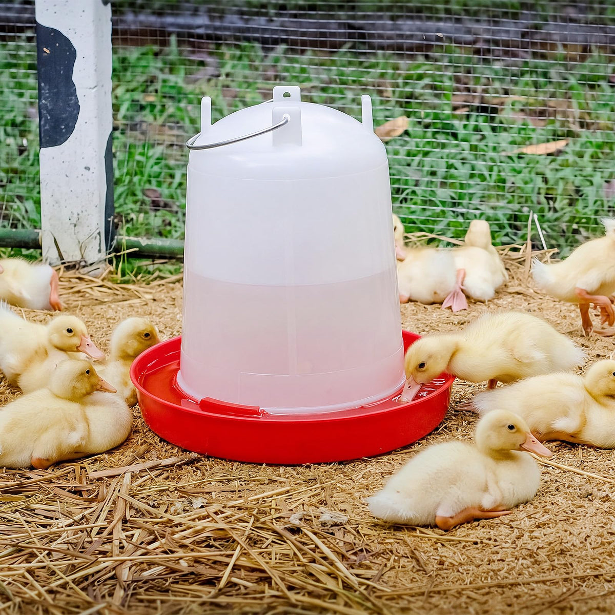 2 Pcs 2 Gallon Plastic Chicken Waterer F725