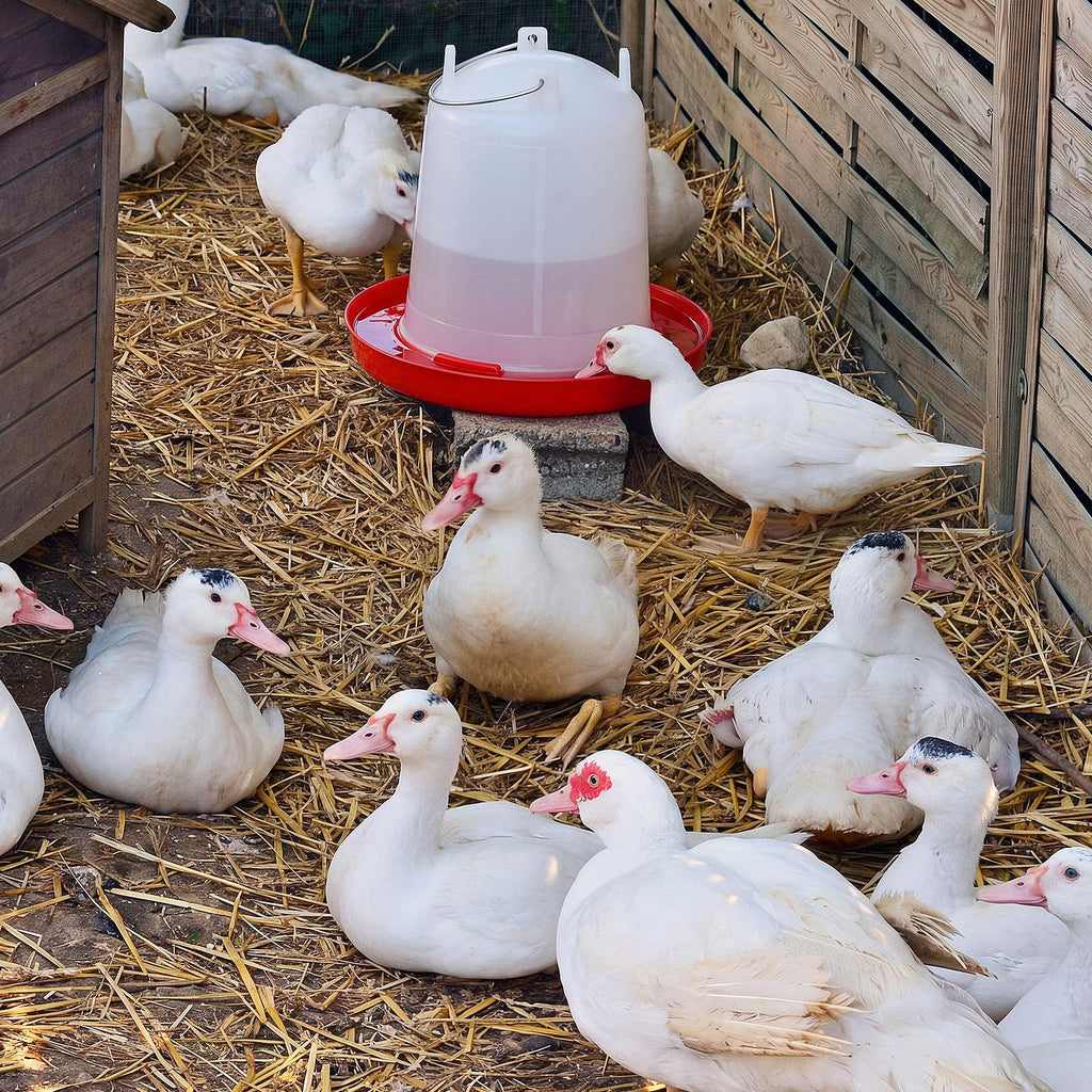 2 Pcs 2 Gallon Plastic Chicken Waterer F725